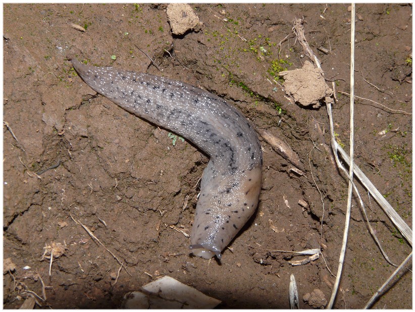 Alcuni Limax millepunctatus dal Gargano (FG)